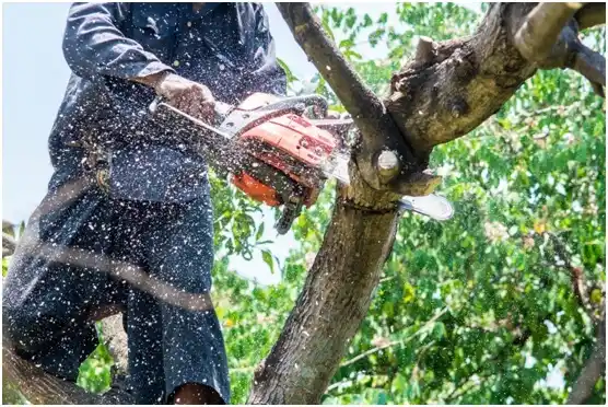 tree services Woodward